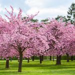 25 Cherry Blossoms Facts - Things You Didn'T Know About Cherry