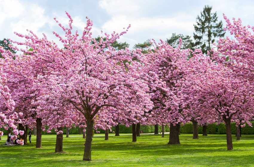  Cherry Blossom Tree Plant