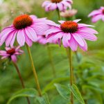 25 Easy To Grow Perennials That Are Perfect For Beginners