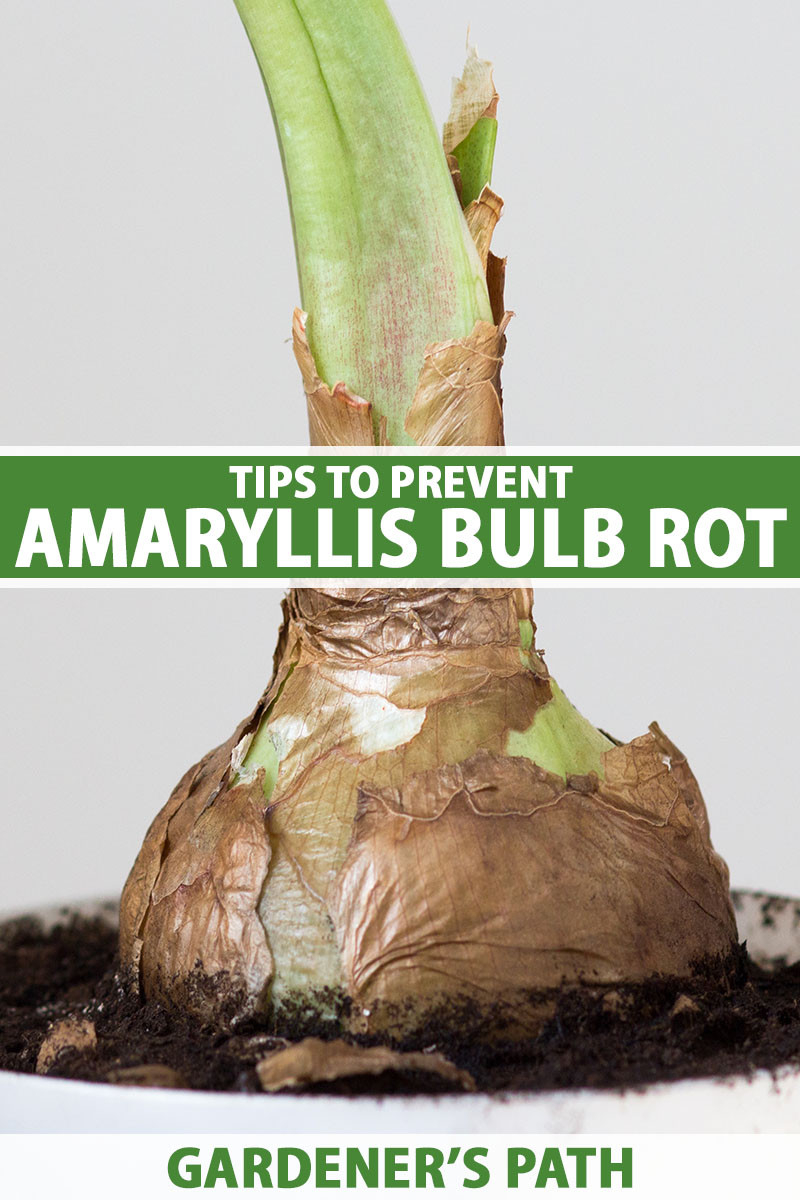 3 Tips To Prevent Amaryllis Bulb Rot | Gardener'S Path