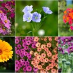 30 Best Annual Flowers That Every Gardener Should Plant This Spring