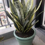 30Cm Long Snake Plant With Solid Ceramic Pot, Furniture & Home