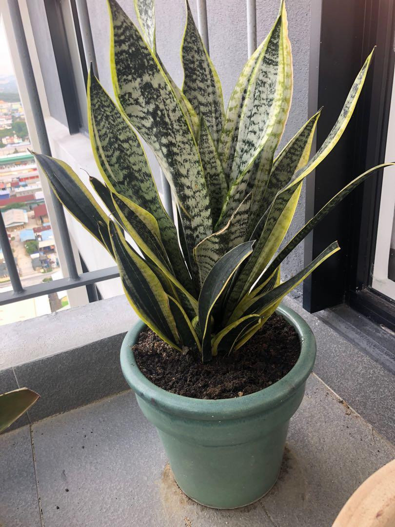 30Cm Long Snake Plant With Solid Ceramic Pot, Furniture & Home