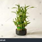 3,119 Mini Bamboo Images, Stock Photos & Vectors | Shutterstock