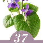 37 Different Types Of Violets For Your Garden | Violet Flower