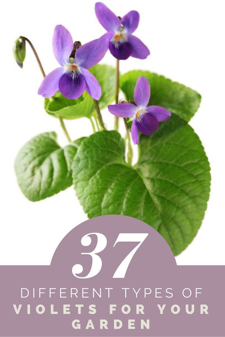 37 Different Types Of Violets For Your Garden | Violet Flower