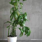 4 Reasons To Prune Your Dumb Cane Plus How & When To Do It – The
