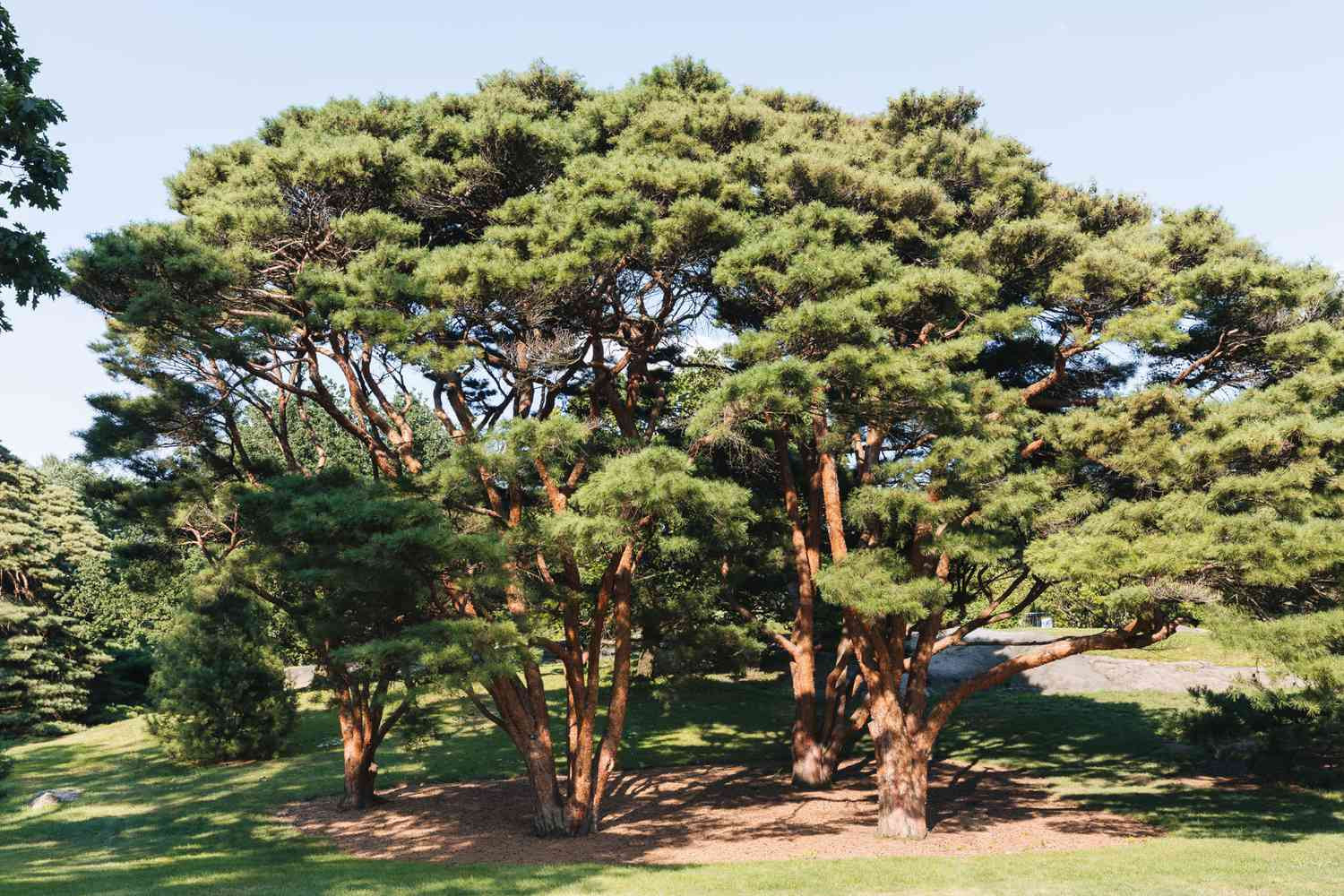 40 Species Of Pine Trees You Can Grow