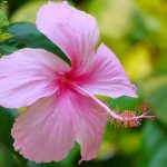 41 Different Types Of Hibiscus Varieties For Your Garden