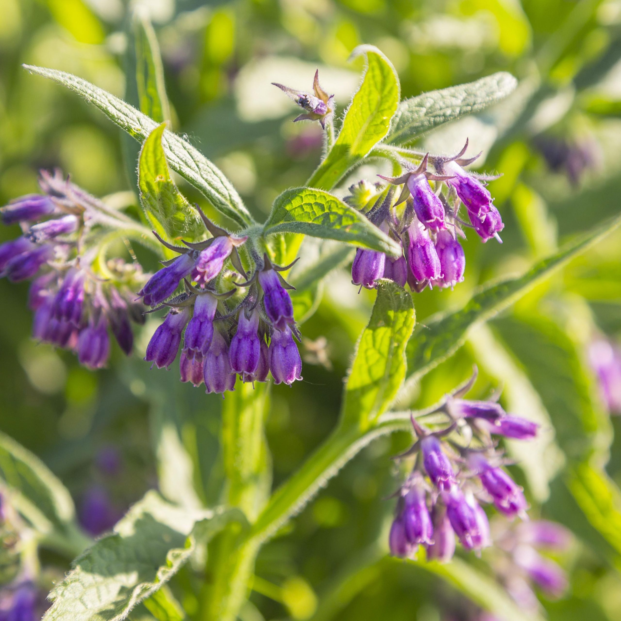 5 Amazing Reasons To Plant Comfrey In Your Garden