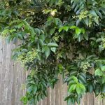 5 Important Reasons To Not Plant Ligustrum (Privet) – Native Backyards
