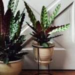 5 Shade Loving Plants You Haven'T Seen Everywhere | Architectural