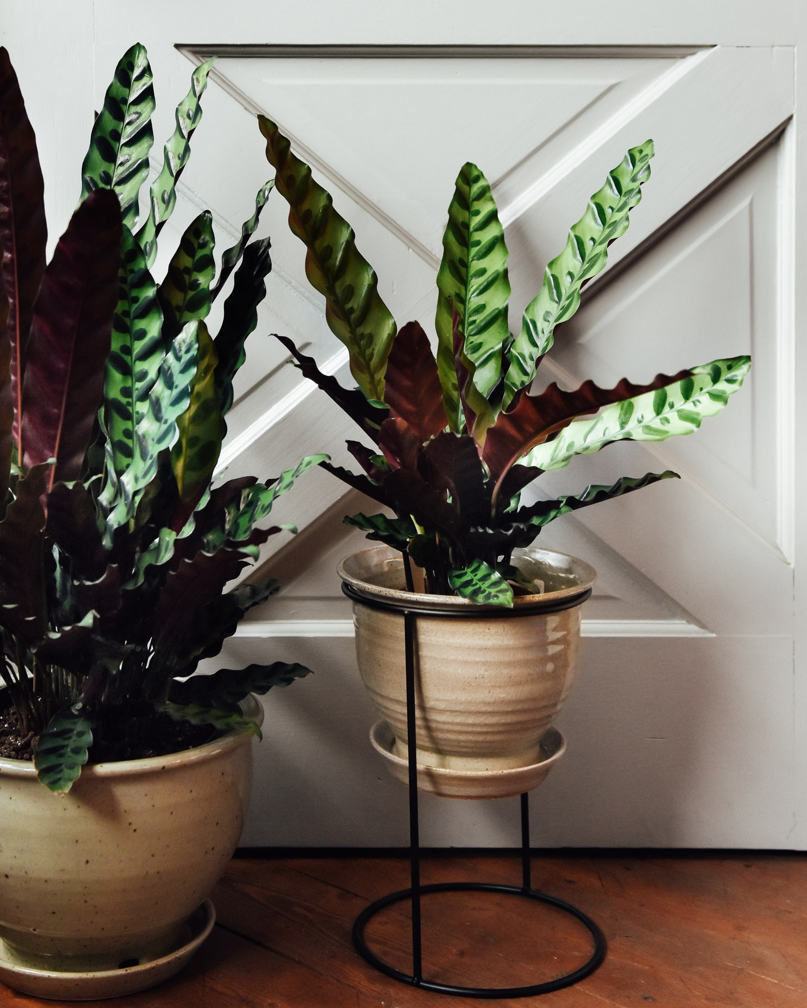 5 Shade Loving Plants You Haven'T Seen Everywhere | Architectural