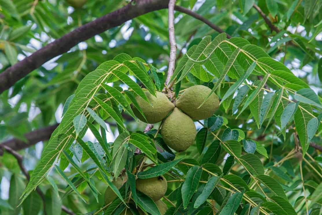 5 Simple Reasons Not To Plant A Black Walnut Tree – Tree Journey