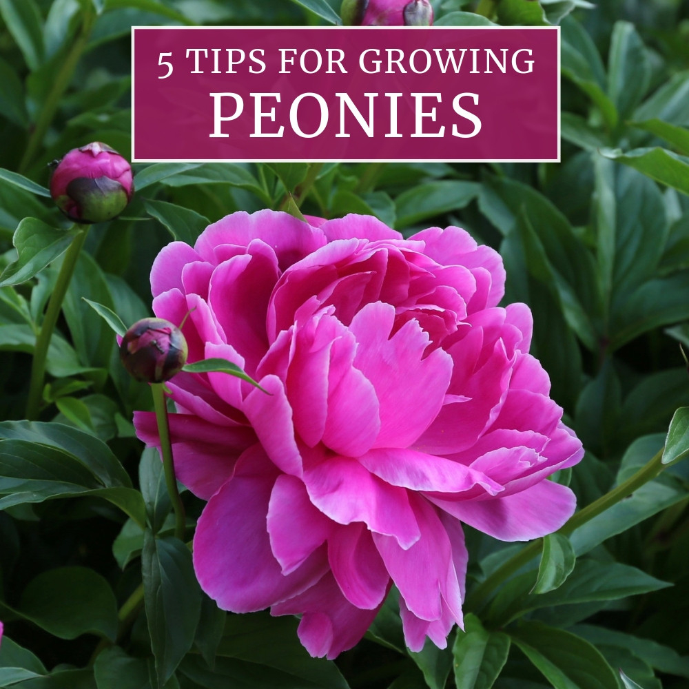5 Tips For Growing Peonies - Longfield Gardens
