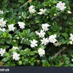 5,539 Gardenia Jasminoides Images, Stock Photos & Vectors