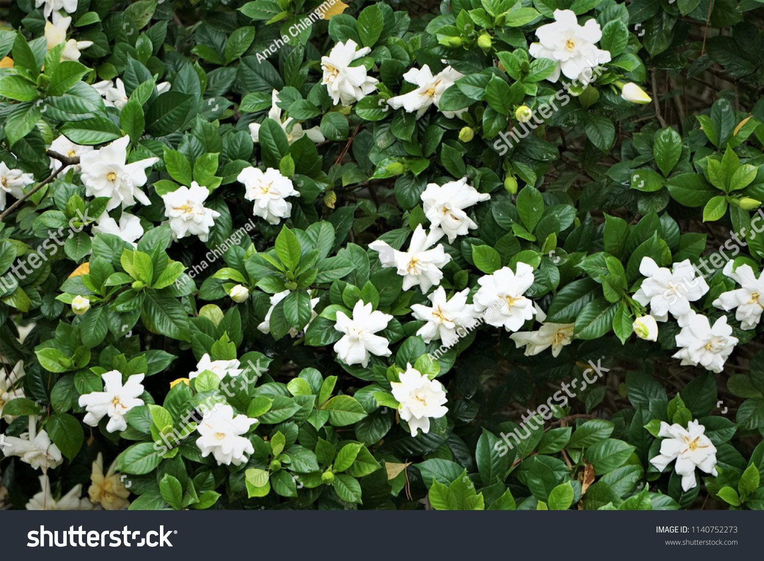5,539 Gardenia Jasminoides Images, Stock Photos & Vectors