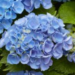 6 Tips For Growing The Most Beautiful Blue Hydrangea Blooms