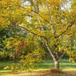 6 Types Of Birch Trees With Gorgeous Fall Foliage