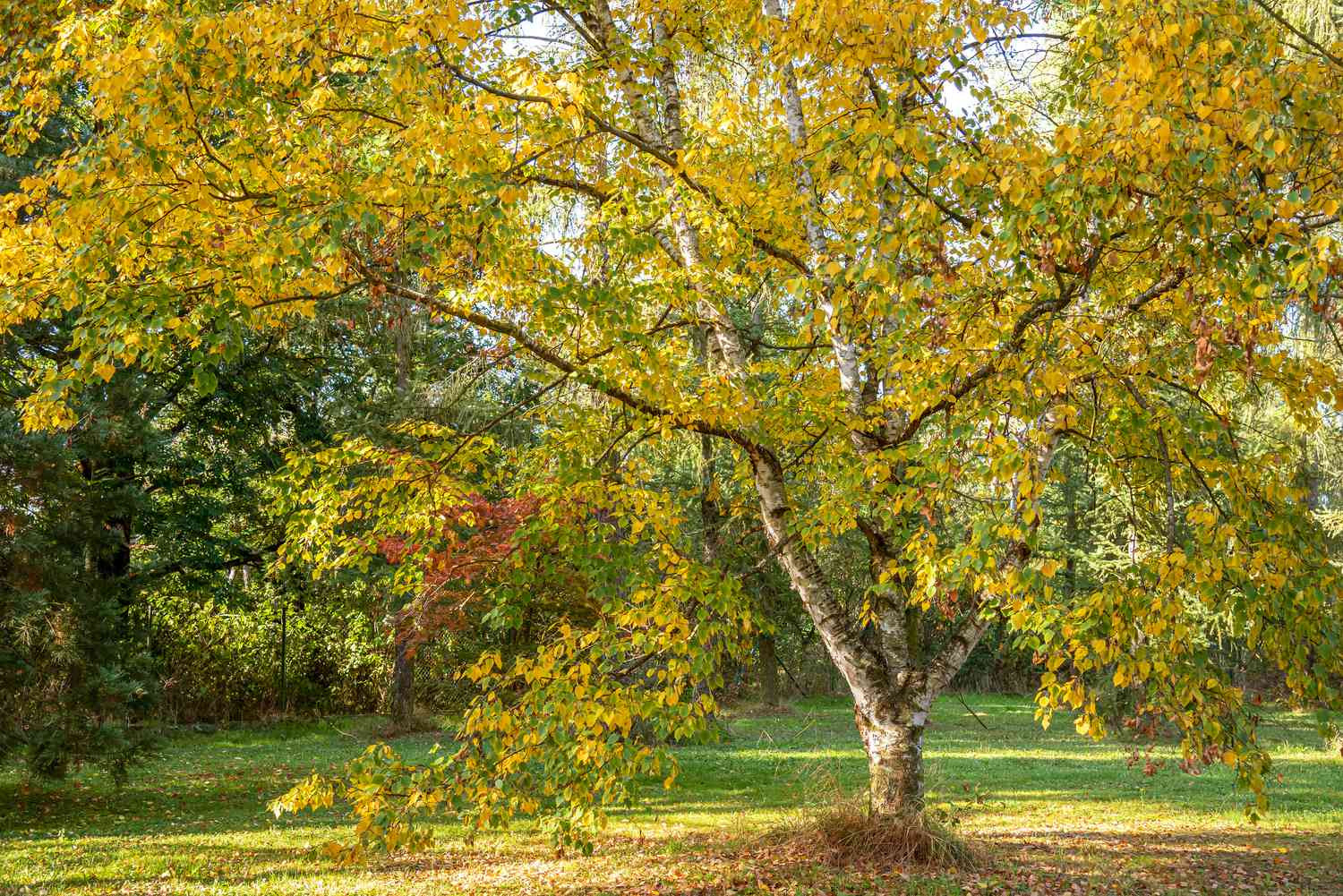 6 Types Of Birch Trees With Gorgeous Fall Foliage