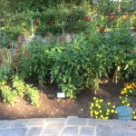 7 Benefits Of Companion Planting | Southern Exposure Seed Exchange