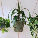 7 Houseplants For Hanging Planters | My Garden Life