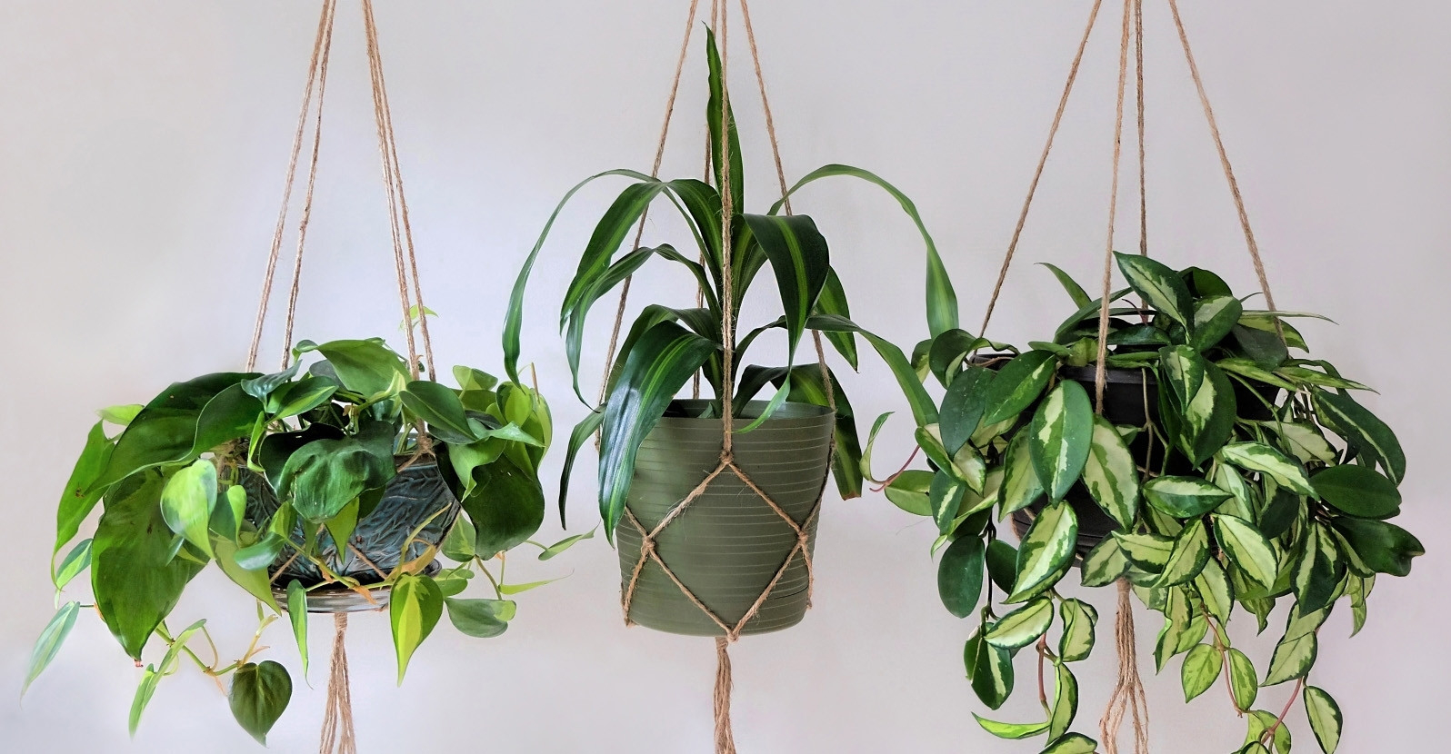 7 Houseplants For Hanging Planters | My Garden Life