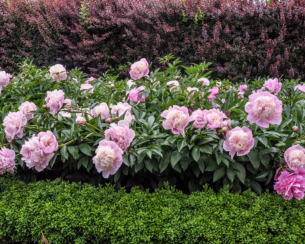 7 Myths About Planting Peonies This Plant Expert Wants You To Know