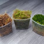 7 Reasons To Grow Sphagnum Moss &amp; How To Grow It