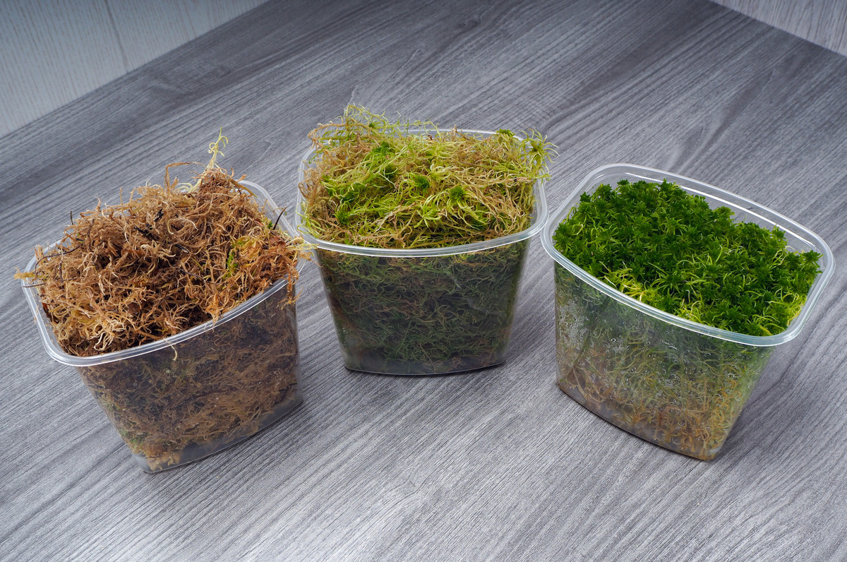 7 Reasons To Grow Sphagnum Moss &amp; How To Grow It