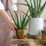 7 Rules For Growing + Caring For Your Aloe Vera Plant – Hello Glow