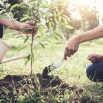 7 Steps To Properly Plant A Tree For Tree Day – Your Connection To