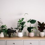 8 Best Air Purifying Plants For Your Space