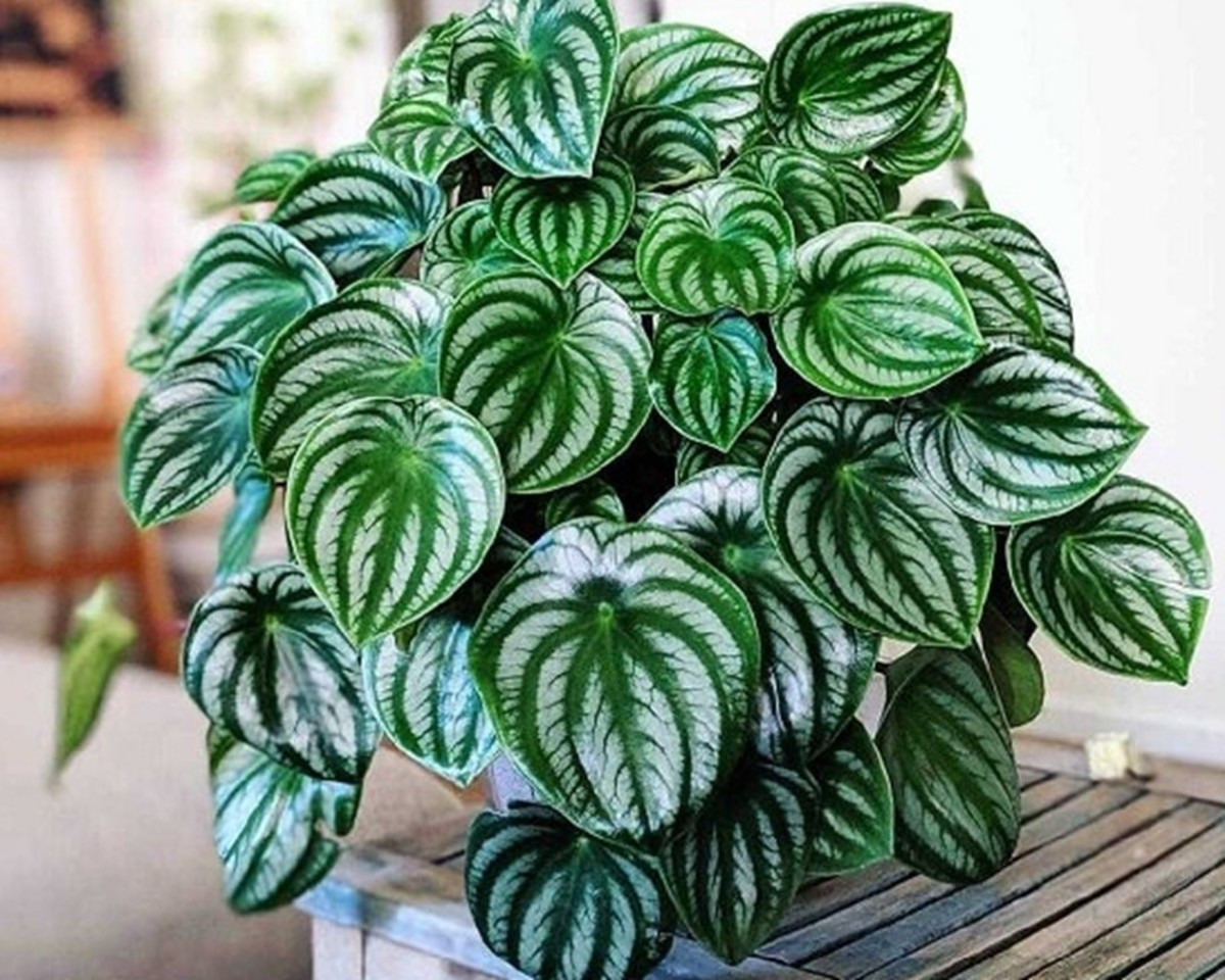 8 Care Tips For The Beautiful Watermelon Peperomia Plant - Dengarden