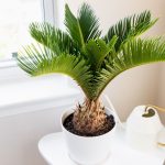 8 Types Of Palm Plants To Grow Indoors