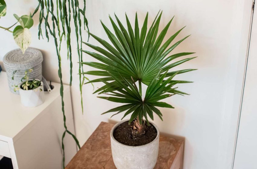  Palm Plant