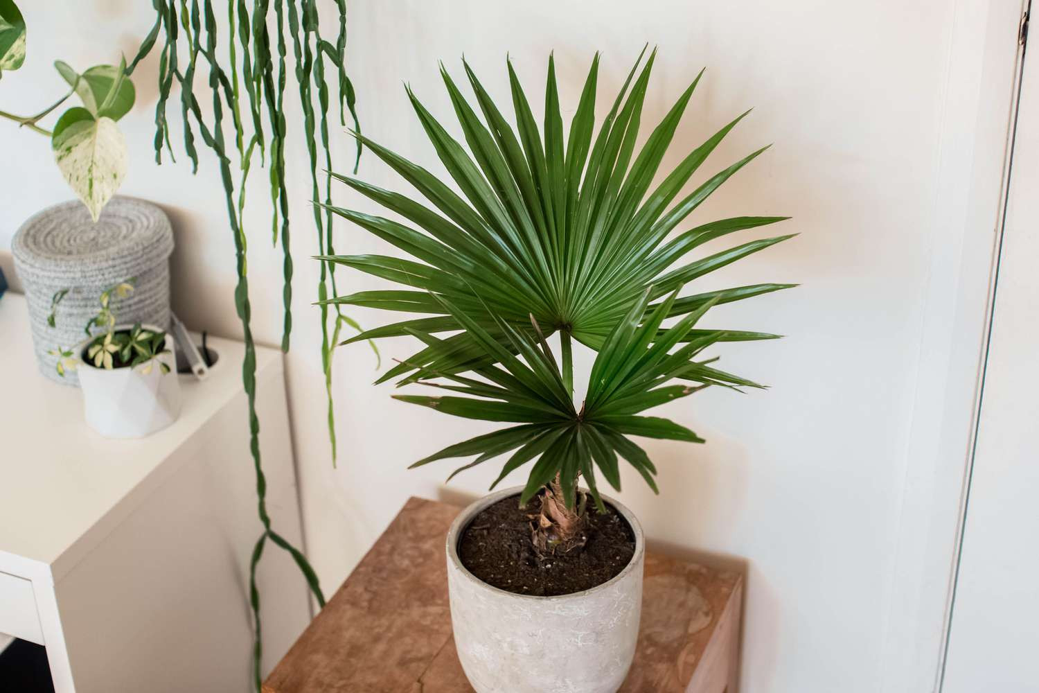 8 Types Of Palm Plants To Grow Indoors