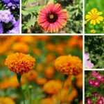 87 Annual Flowers: A Big List With Names And Pictures