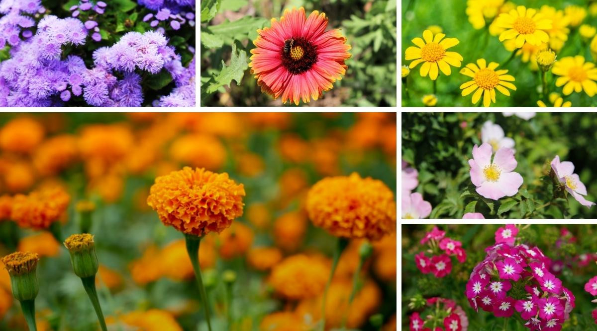 87 Annual Flowers: A Big List With Names And Pictures