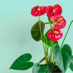 9 Amazing Uses And Benefits Of Anthurium Plants – Petal Republic
