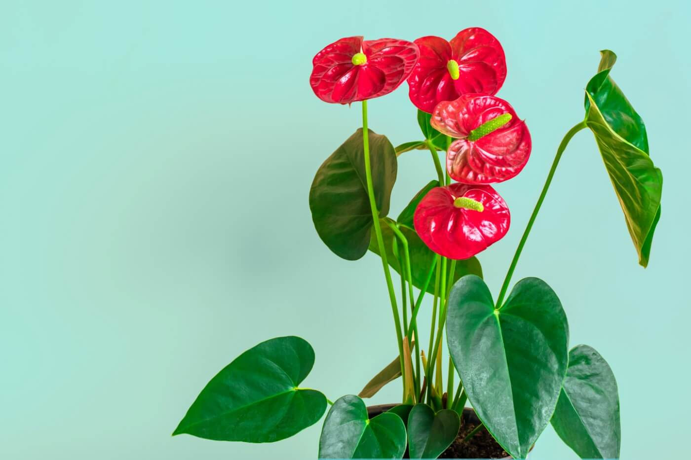 9 Amazing Uses And Benefits Of Anthurium Plants – Petal Republic