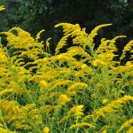 9 Different Types Of Goldenrods To Grow In The Landscape