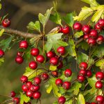9 Impressive Health Benefits Of Hawthorn Berry