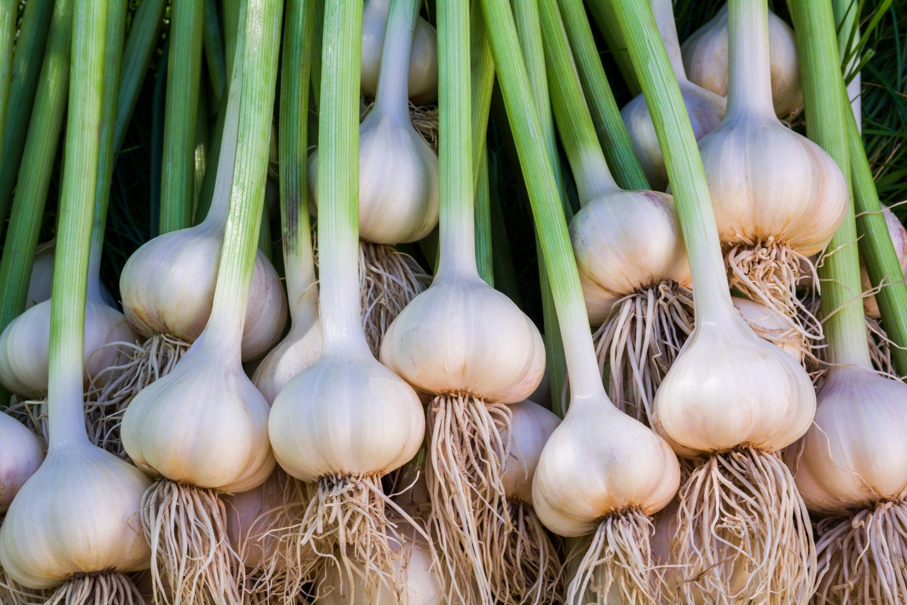 A Beginner'S Guide To Growing Garlic – Countryside