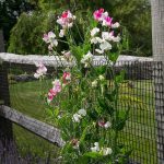 A Beginner'S Guide To Growing Sweet Peas – White Flower Farm'S Blog