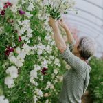 A Detailed Guide To Growing Sweet Peas | House & Garden