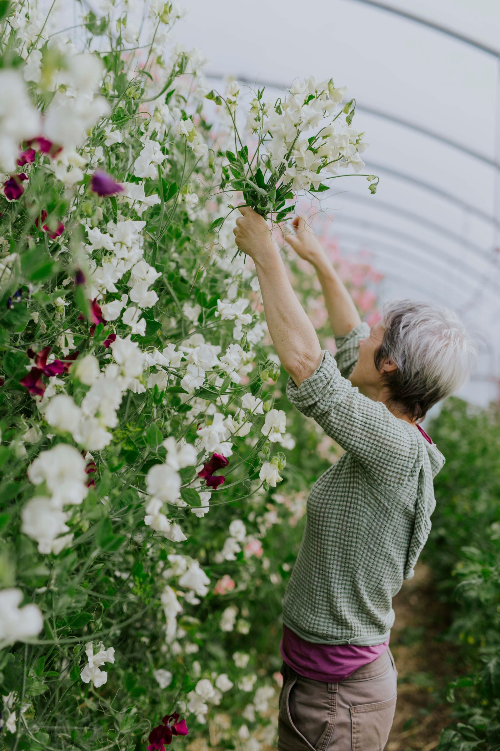 A Detailed Guide To Growing Sweet Peas | House & Garden