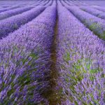 A Focus On English Lavender: All You Need To Know About Lavandula  Angustifolia