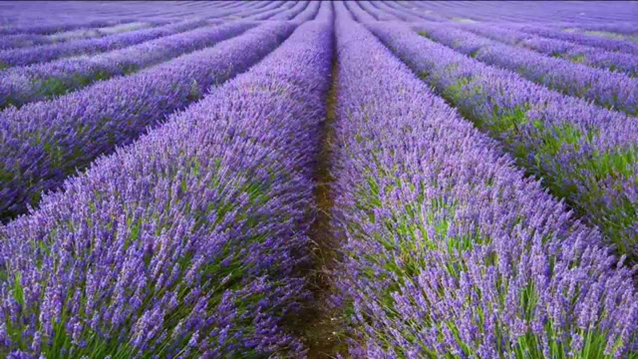 A Focus On English Lavender: All You Need To Know About Lavandula  Angustifolia