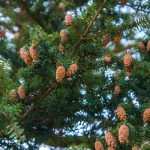 A New Hope For The Eastern Hemlock | College Of Natural Resources News